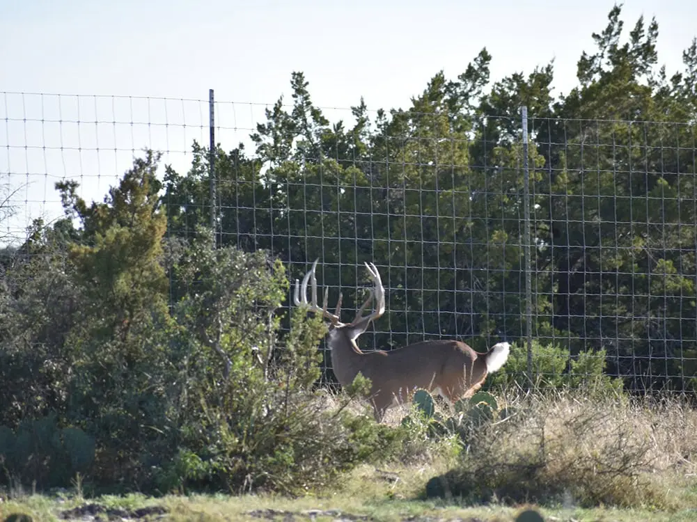 Utah Fencing agricultural fence - Deer Fence 4