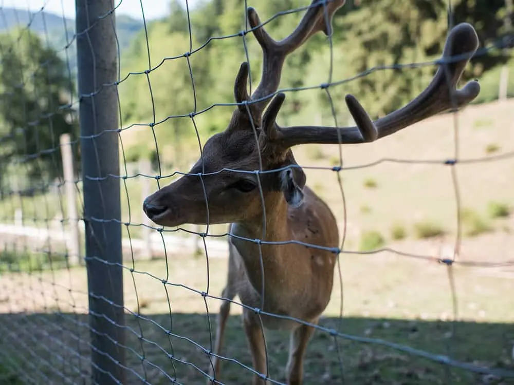 Utah Fencing agricultural fence - Deer Fence 3