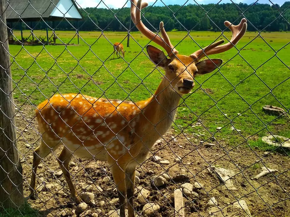 Utah Fencing agricultural fence - Deer Fence 2