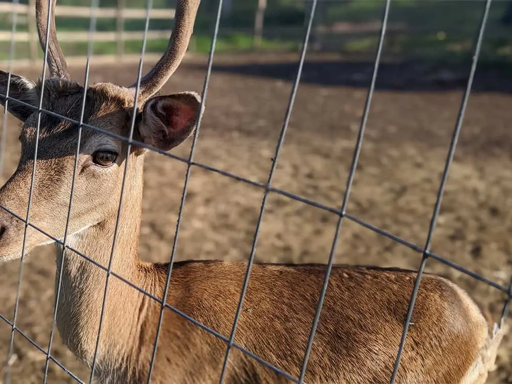 Utah Fencing agricultural fence - Deer Fence 1